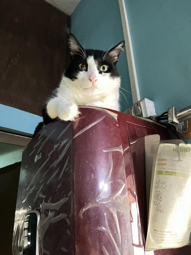 LG Perl Care Change HYGIEN MY B CHY Recommendation Three H Hygiene M Dipl