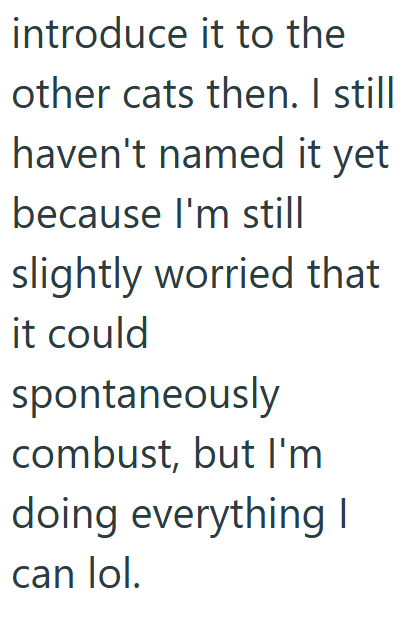 introduce it to the other cats then. I still haven't named it yet because I'm still slightly worried that it could spontaneously combust, but I'm doing everything I can lol.