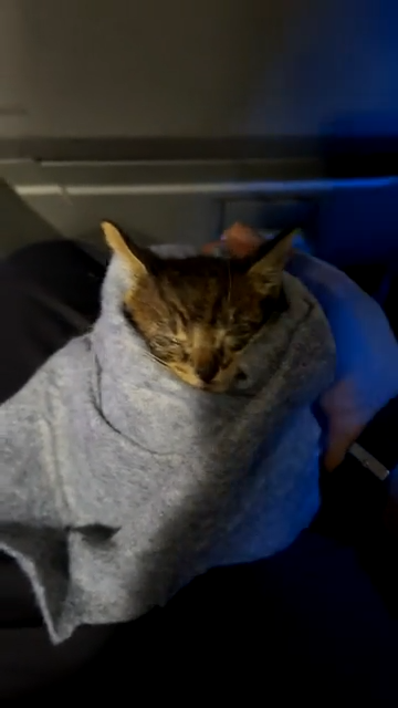 Cheezburger Image 10615540736