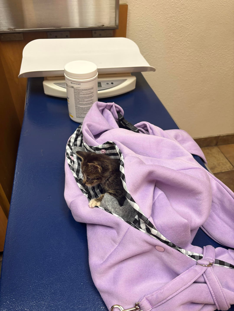 Cheezburger Image 10615540992