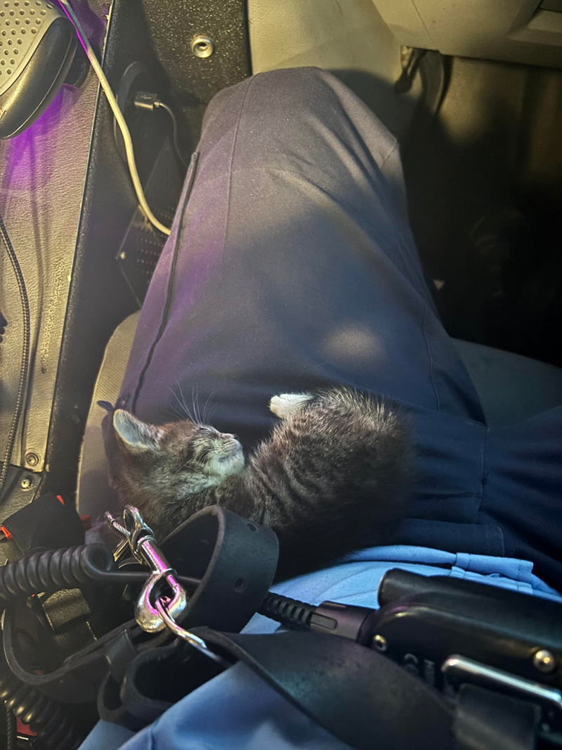 Cheezburger Image 10615541504