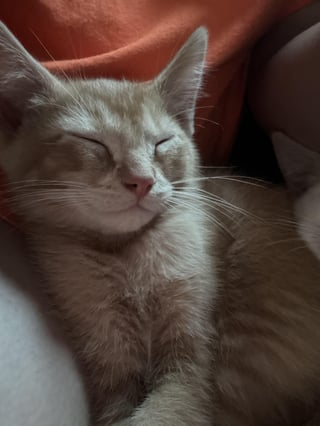 Cheezburger Image 10615542784