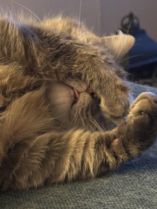 Cheezburger Image 10615543296