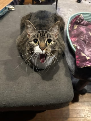 Cheezburger Image 10615543552