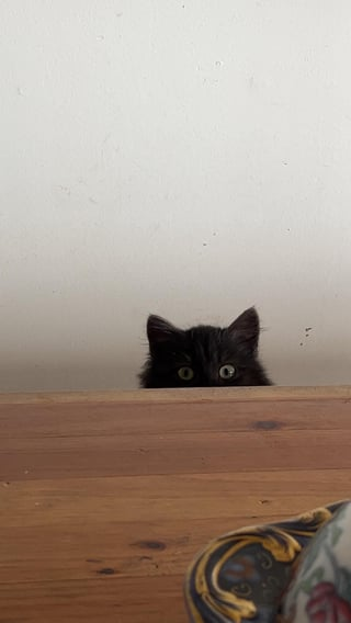 Cheezburger Image 10615543808