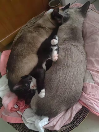 Cheezburger Image 10615544320