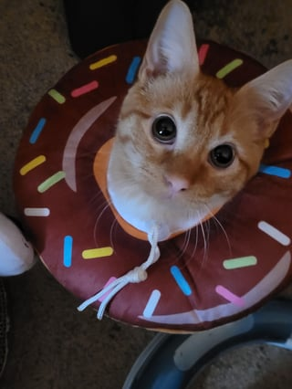 Cheezburger Image 10615544576