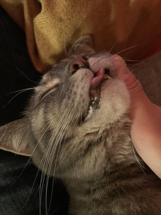 Cheezburger Image 10615545344