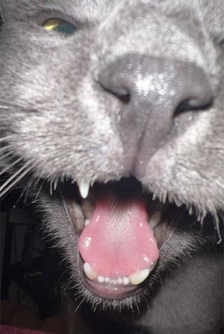 Cheezburger Image 10615545600