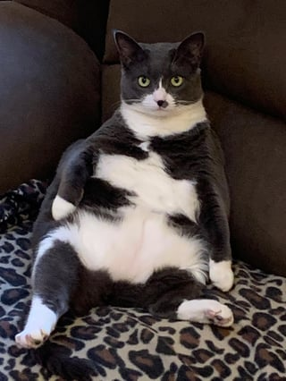 Cheezburger Image 10615545856