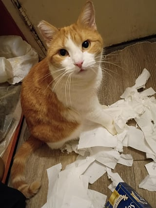 Cheezburger Image 10615546368