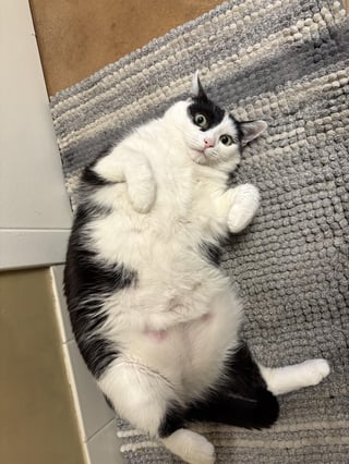 Cheezburger Image 10615546624