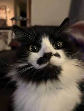 Cheezburger Image 10615547136