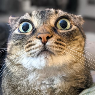 Cheezburger Image 10615547648