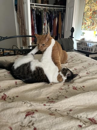 Cheezburger Image 10615547904