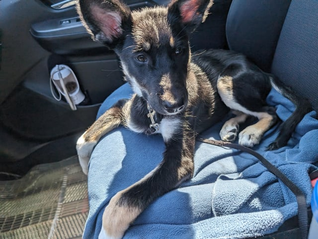 Cheezburger Image 10615553536