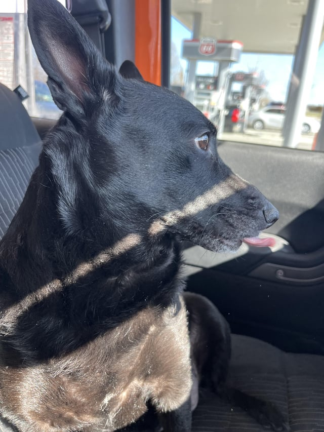 Cheezburger Image 10615554560