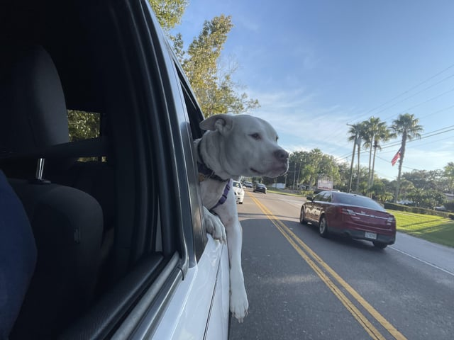 Cheezburger Image 10615556096