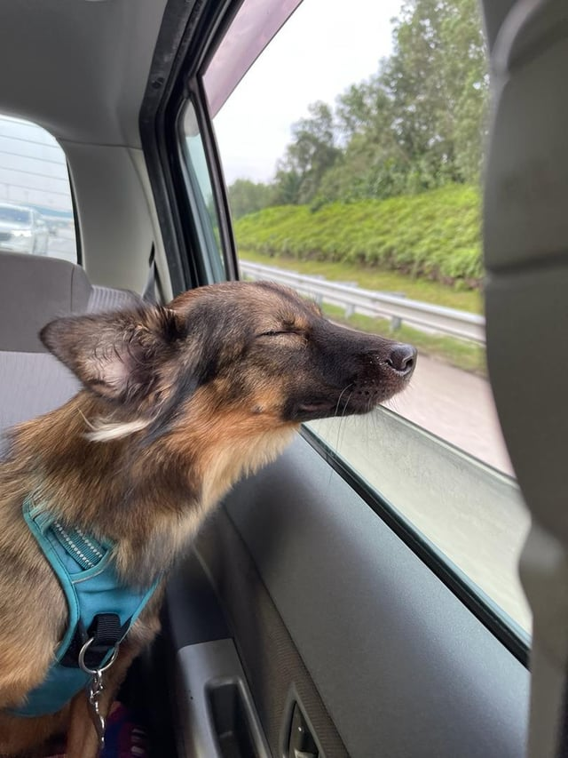 Cheezburger Image 10615558144