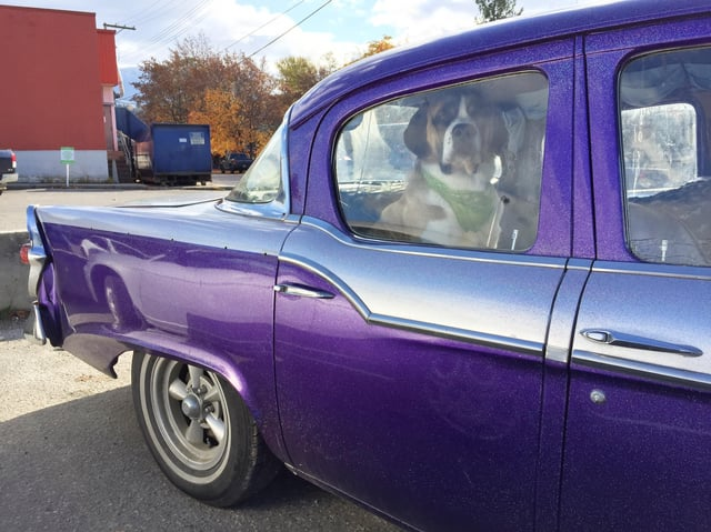 Cheezburger Image 10615558400