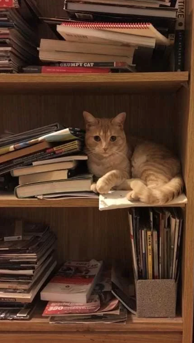 GRUMPY CAT TIME TRANSAM SBO