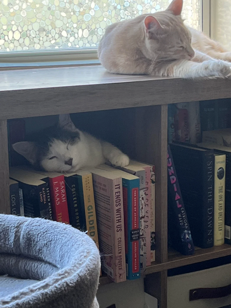 SDXC NAGIC STE 1 THE ONE AND ONLY IVAN SPIN THE DAWNT INDIA. CATRIONA WARD Ties HOLLY Source Ton Party. EVER goodgirl's guide to THE SONG OF ACHILLES MADELINE HILLER IT ENDS WITH US COLLEEN HOOVER HAMINA FORNA THE GILDED COLLEEN HOOVER SARAH J. MAAS TH SEVEN HUSBAN KATRINA LENO LOIS LO