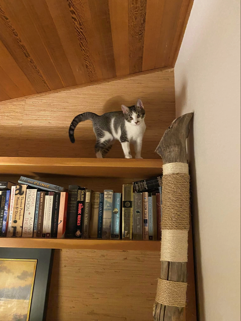 STEPHENSON CRYPTO- NOMICON SNOW CRASH Neal Stephenson HEAL STEPHENSON System World Contusios D Ne SALMAN HAROUN MUSICIE SHAM SALMAN RUSHDIE SALMAN RUSHDIE SATANIC VERSES PHILIP ROTH AMERICAN PASTORAL THE HUMAN STAIN THOMAS PHILIP ROTH THE PLOT AGAINST AMERICA AND THE CRYING OF LOT 49 THOMAS PYNCHON AGAINST PYNCHON THE DAY Thomas Pynchon Mason & Dixon carp fishing on valium parkar Cormac McCaYELLO MARIS CORMAC McCARTHY THE ROAD