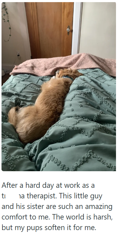 After a hard day at work as a ti na therapist. This little guy and his sister are such an amazing comfort to me. The world is harsh, but my pups soften it for me.