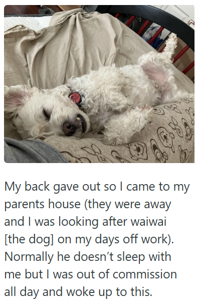 My back gave out so I came to my parents house (they were away and I was looking after waiwai [the dog] on my days off work). Normally he doesn't sleep with me but I was out of commission all day and woke up to this.