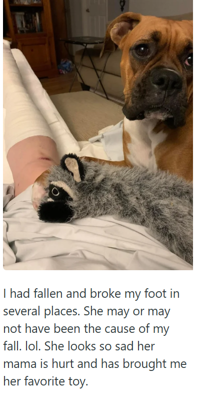 I had fallen and broke my foot in several places. She may or may not have been the cause of my fall. lol. She looks so sad her mama is hurt and has brought me her favorite toy.