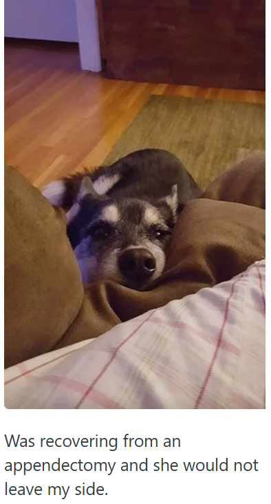Was recovering from an appendectomy and she would not leave my side.