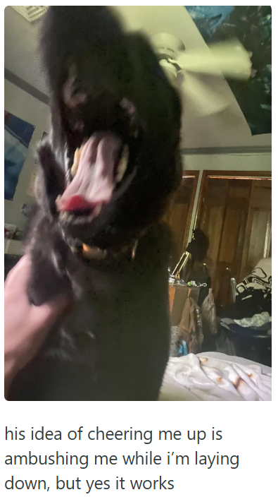 his idea of cheering me up is ambushing me while i'm laying down, but yes it works