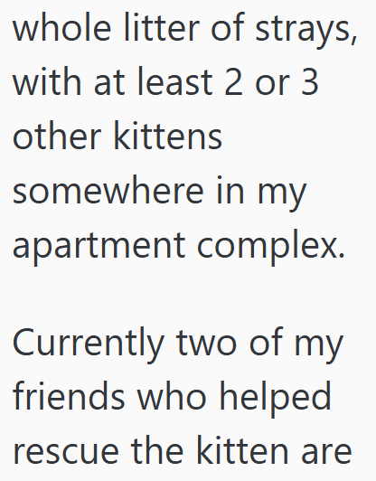 whole litter of strays, with at least 2 or 3 other kittens somewhere in my apartment complex. Currently two of my friends who helped rescue the kitten are