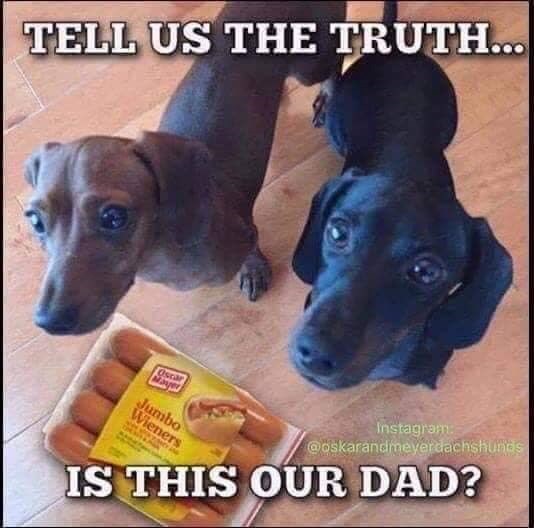 TELL US THE TRUTH... Oscar Jumbo Wieners Instagram: @oskarandmeyerdachshunds IS THIS OUR DAD?