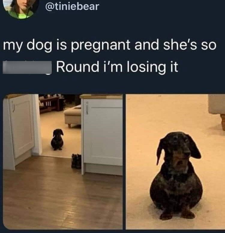 @tiniebear my dog is pregnant and she's so Round i'm losing it