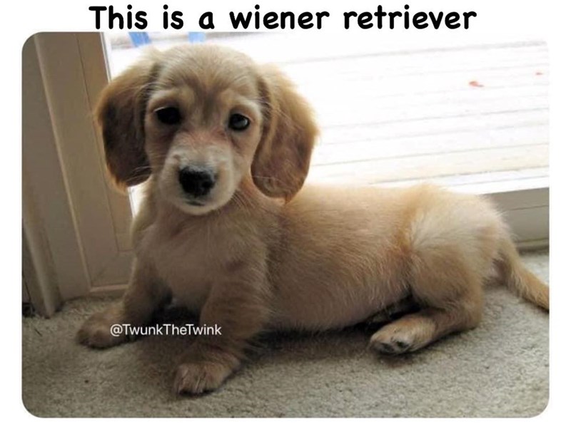 This is a wiener retriever @TwunkTheTwink