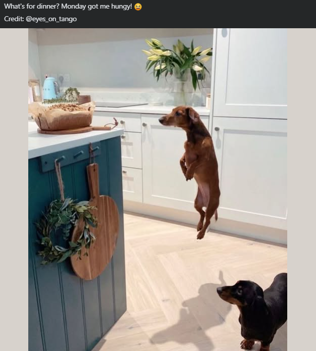 What's for dinner? Monday got me hungy! → Credit: @eyes_on_tango
