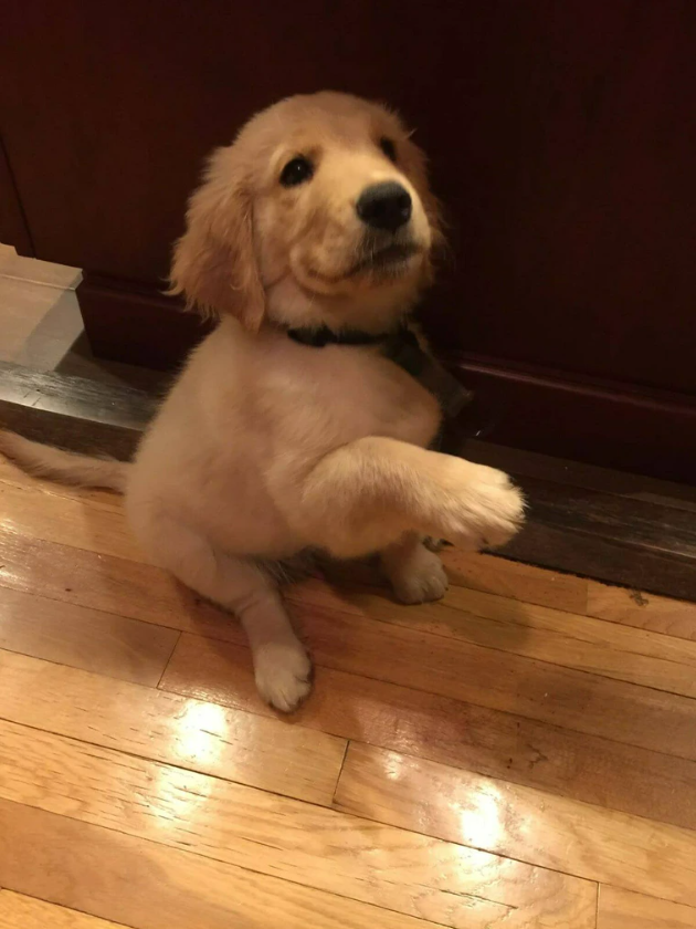 Cheezburger Image 10615598336