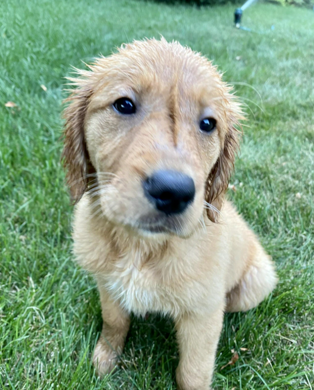 Cheezburger Image 10615599360