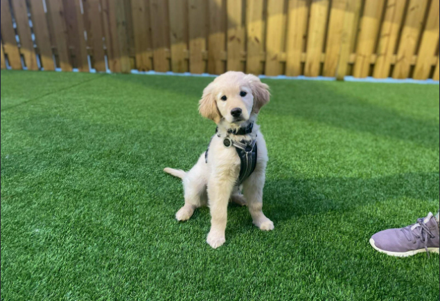 Cheezburger Image 10615600128