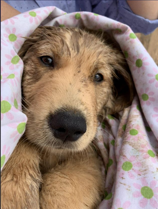 Cheezburger Image 10615600384