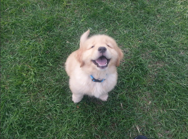 Cheezburger Image 10615601664