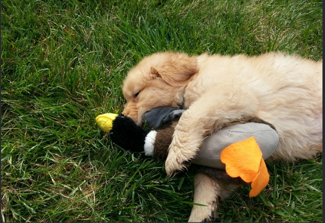 Cheezburger Image 10615601920