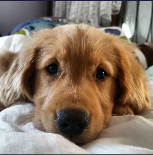 Cheezburger Image 10615602176