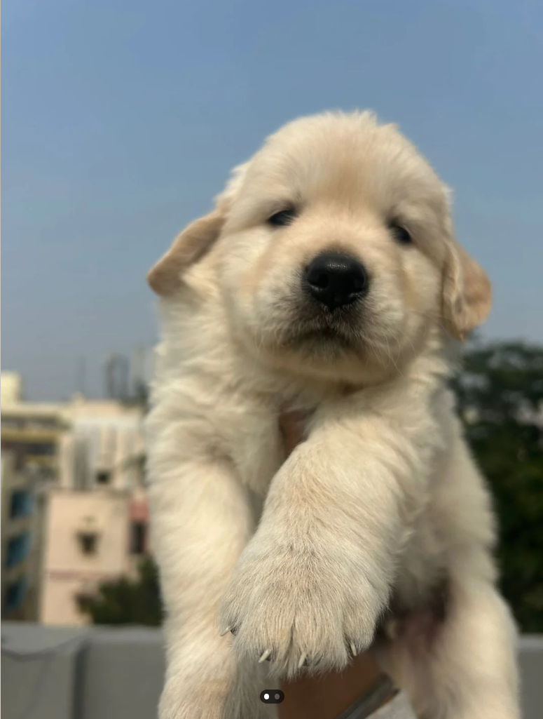 Cheezburger Image 10615602688