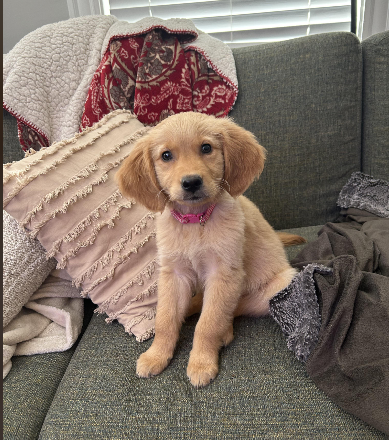 Cheezburger Image 10615602944