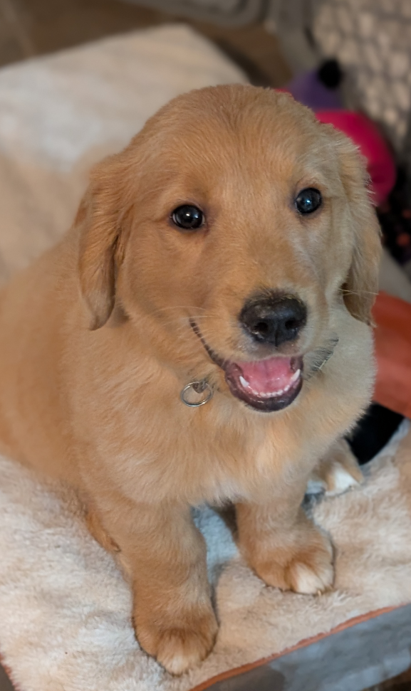 Cheezburger Image 10615603200