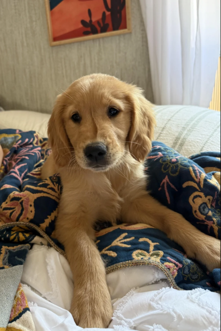 Cheezburger Image 10615603456