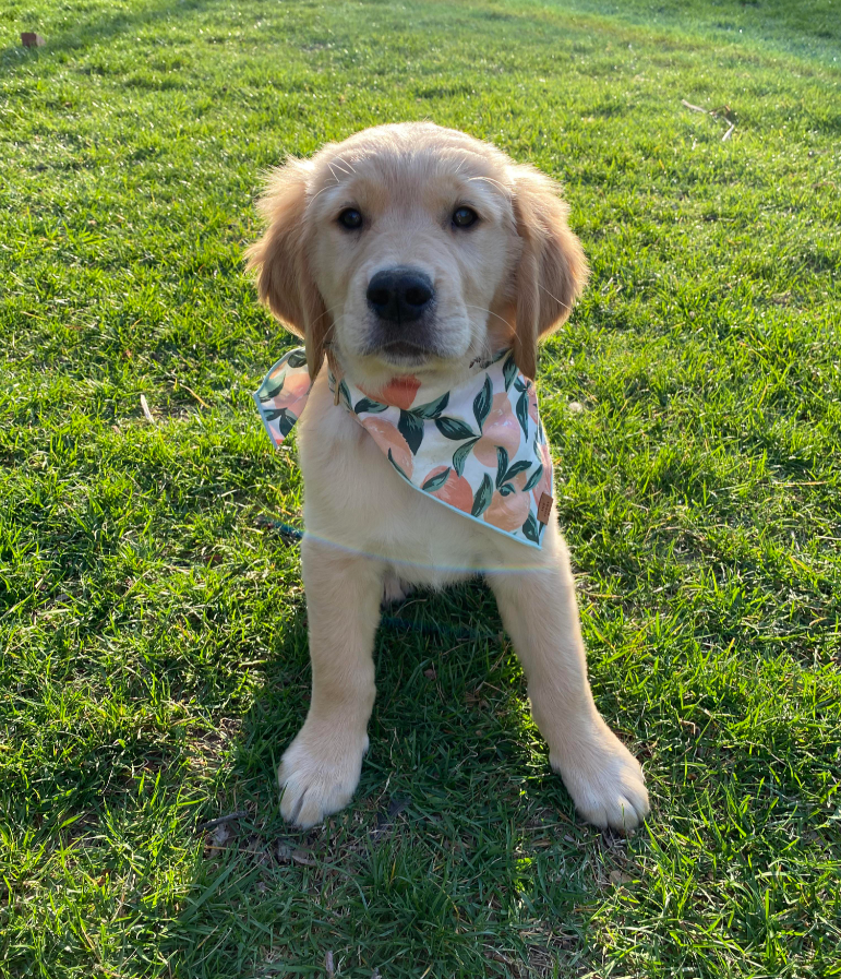 Cheezburger Image 10615603712