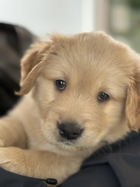 Cheezburger Image 10615603968